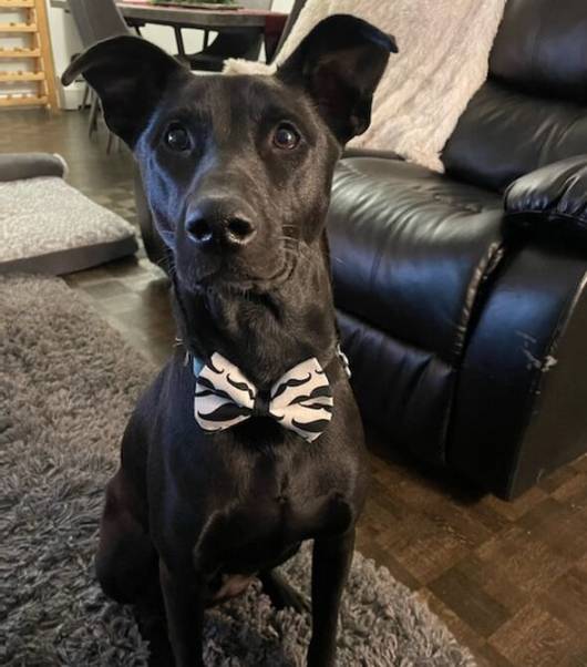 Black shiny dog with black and white bow tie