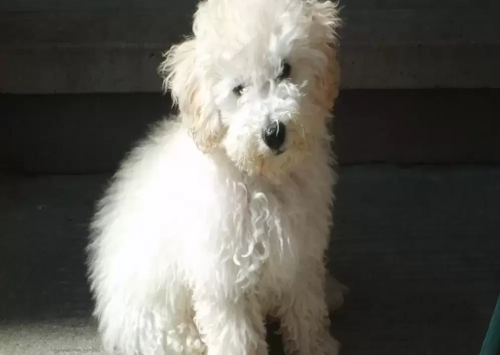 White Bison poodle puppy sitting on steps